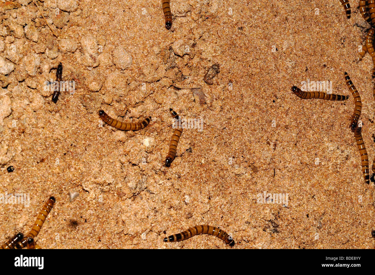 Maggot Farm Stock Photo