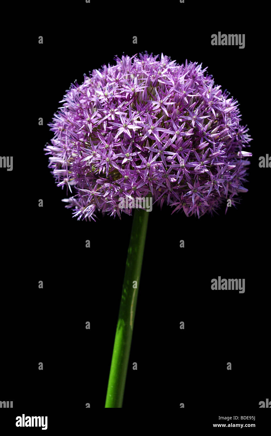 Giant allium flower isolated over black background Stock Photo Alamy