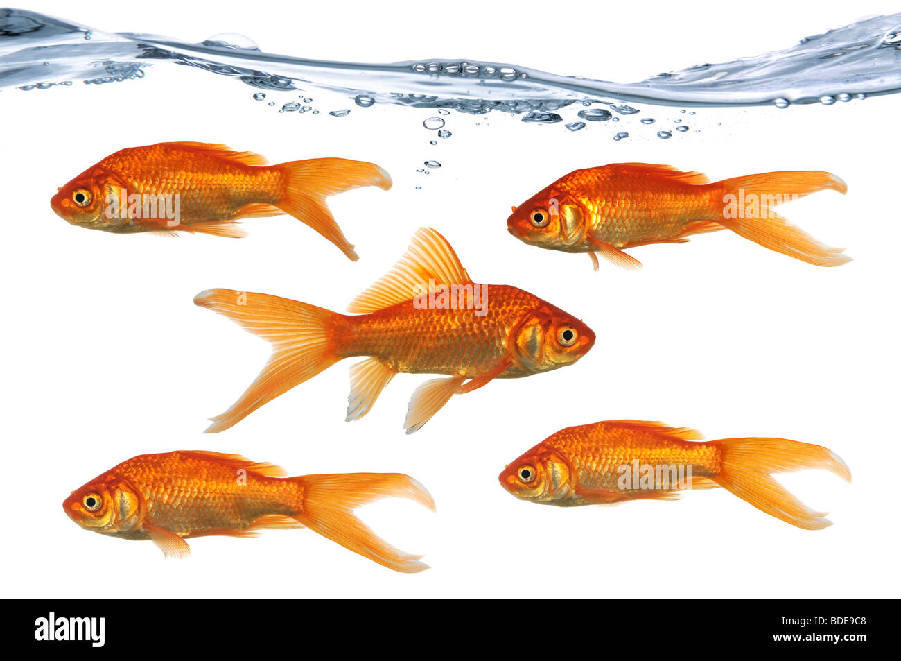 Gold fish swimming in one directions while one swims in the opposite