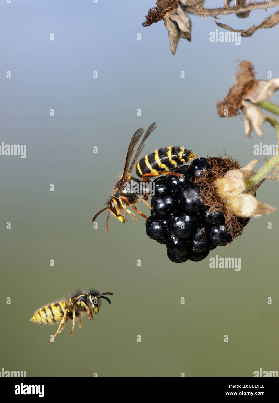 DOLICHOVESPULA MEDIA and Common wasps Vespula vulgaris in flight Stock Photo