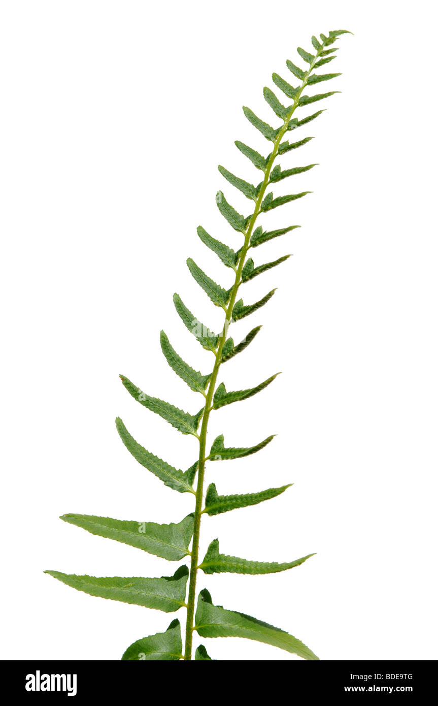 Fern leaf isolated over a white background Stock Photo