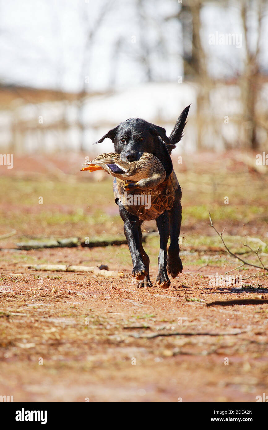 BLACK LAB LABRADOR RETRIEVER RUNNING ON SHORE RETRIEVING A MALLARD DUCK