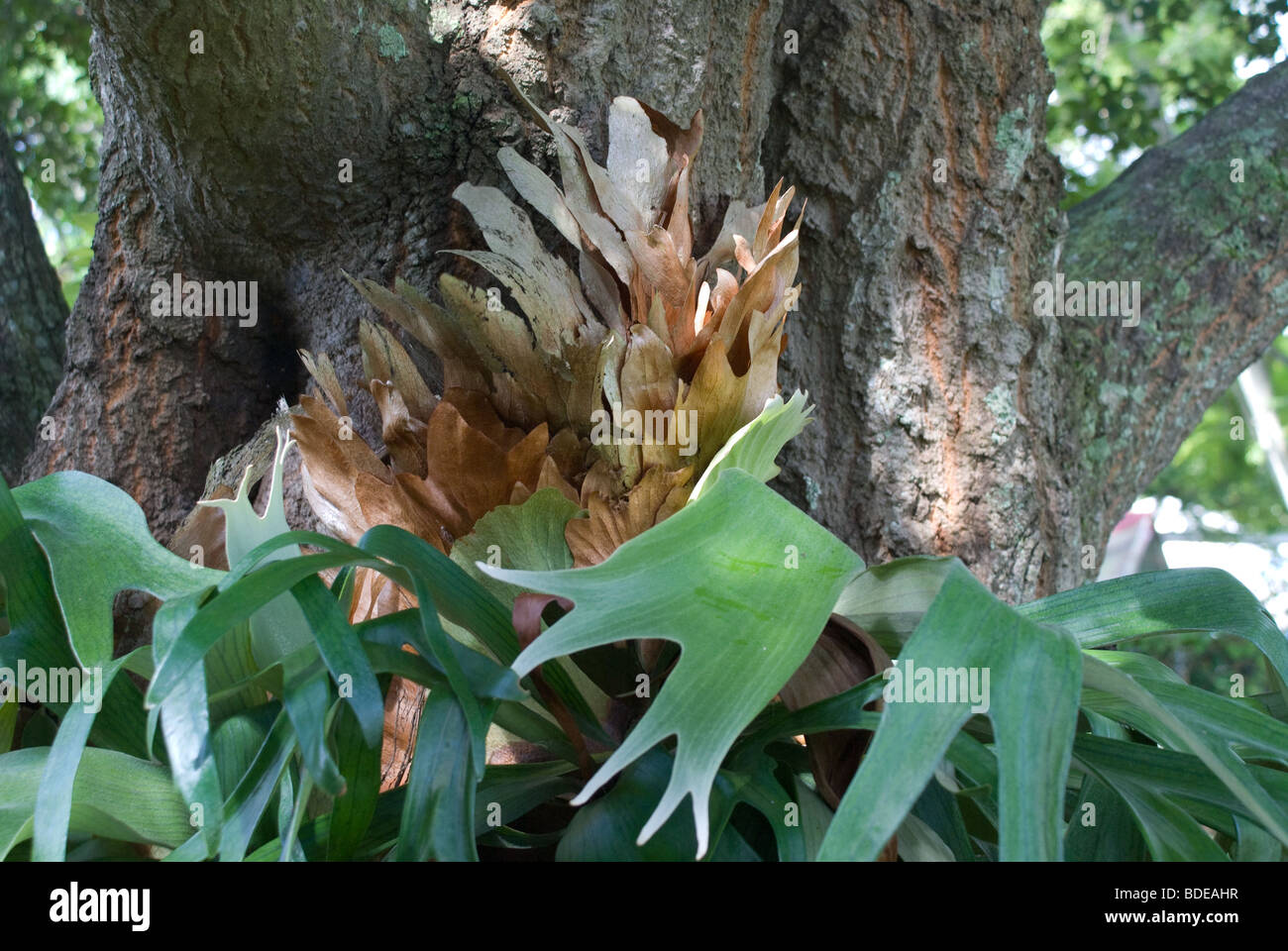 Staghorn fern hi-res stock photography and images - Alamy