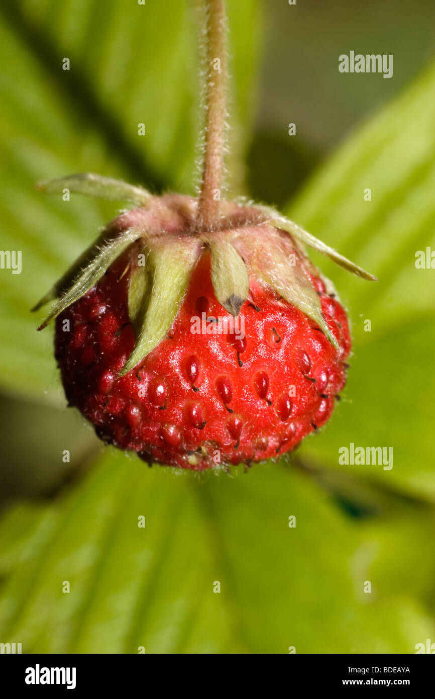 One mature berry hangs vertically. A wild strawberry Stock Photo