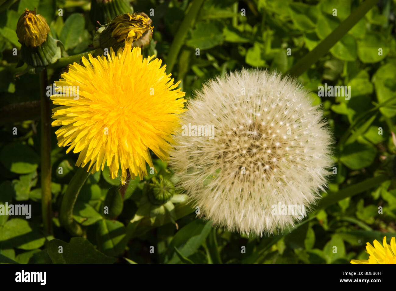 Taraxacum officinale, commonly called Dandelion, is a herbaceous perennial plant of the family Asteraceae (Compositae). Stock Photo