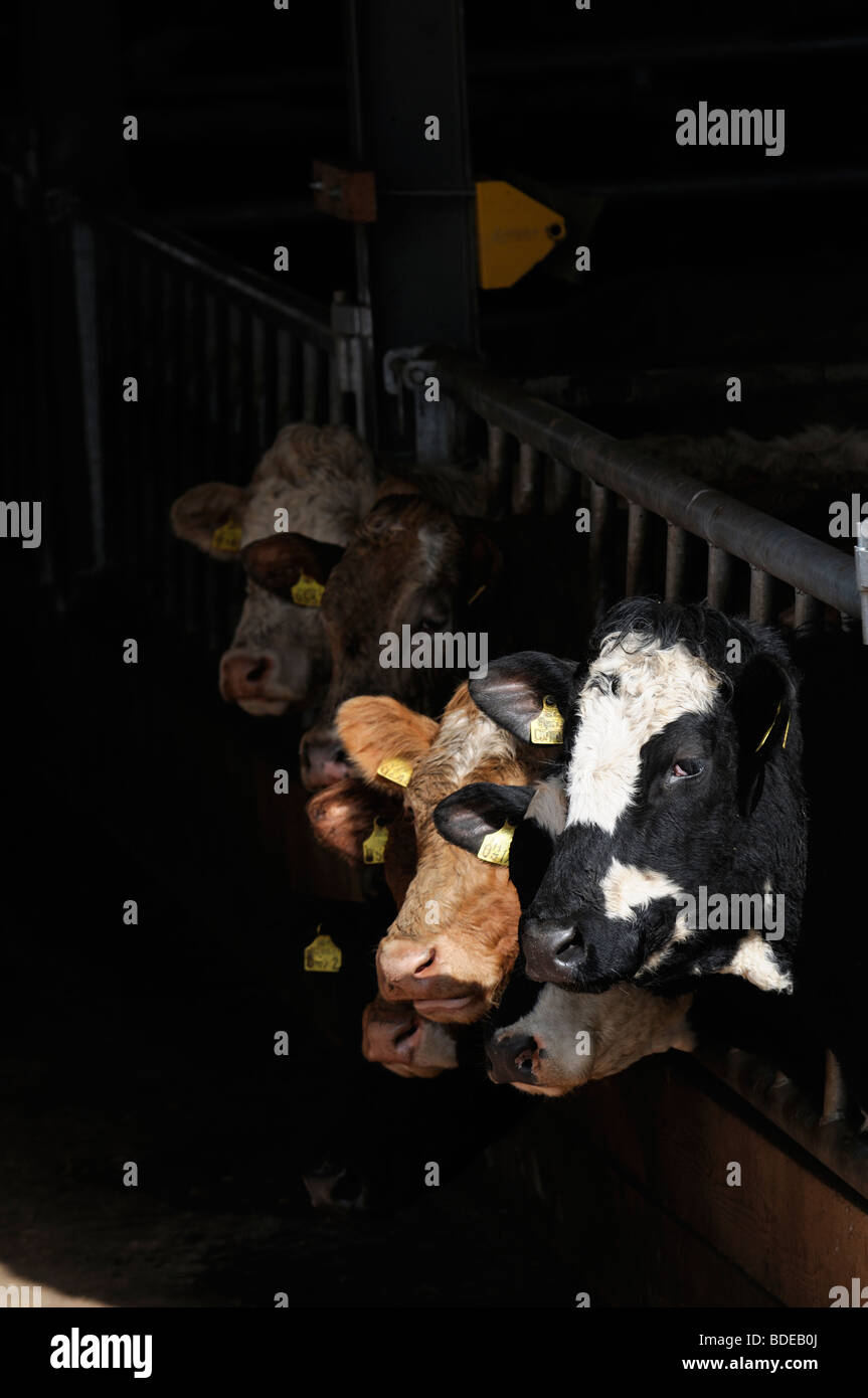 charolais cows feed eat eating feeding silage feedlot inside winter