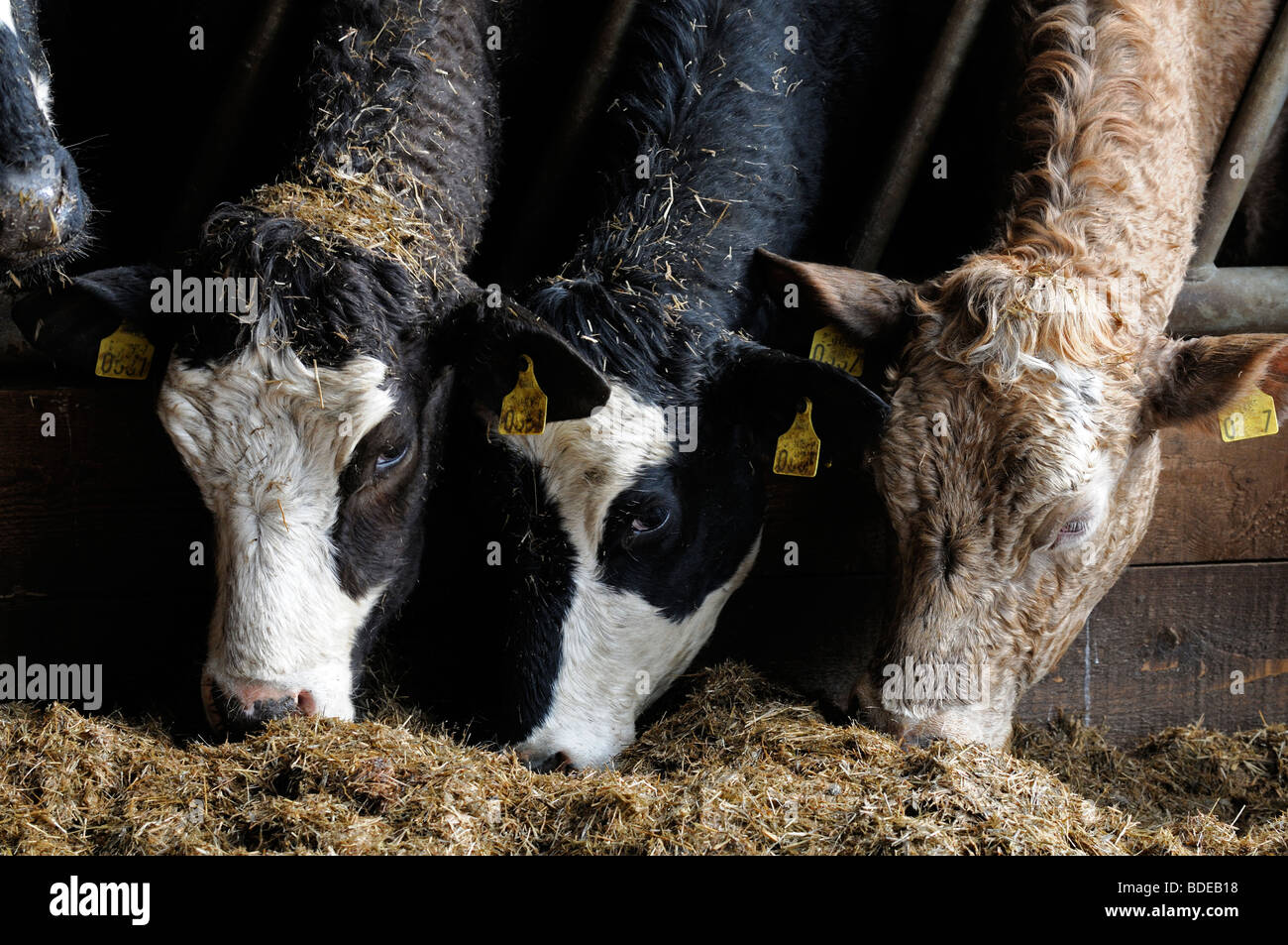 charolais cows feed eat eating feeding silage feedlot inside winter