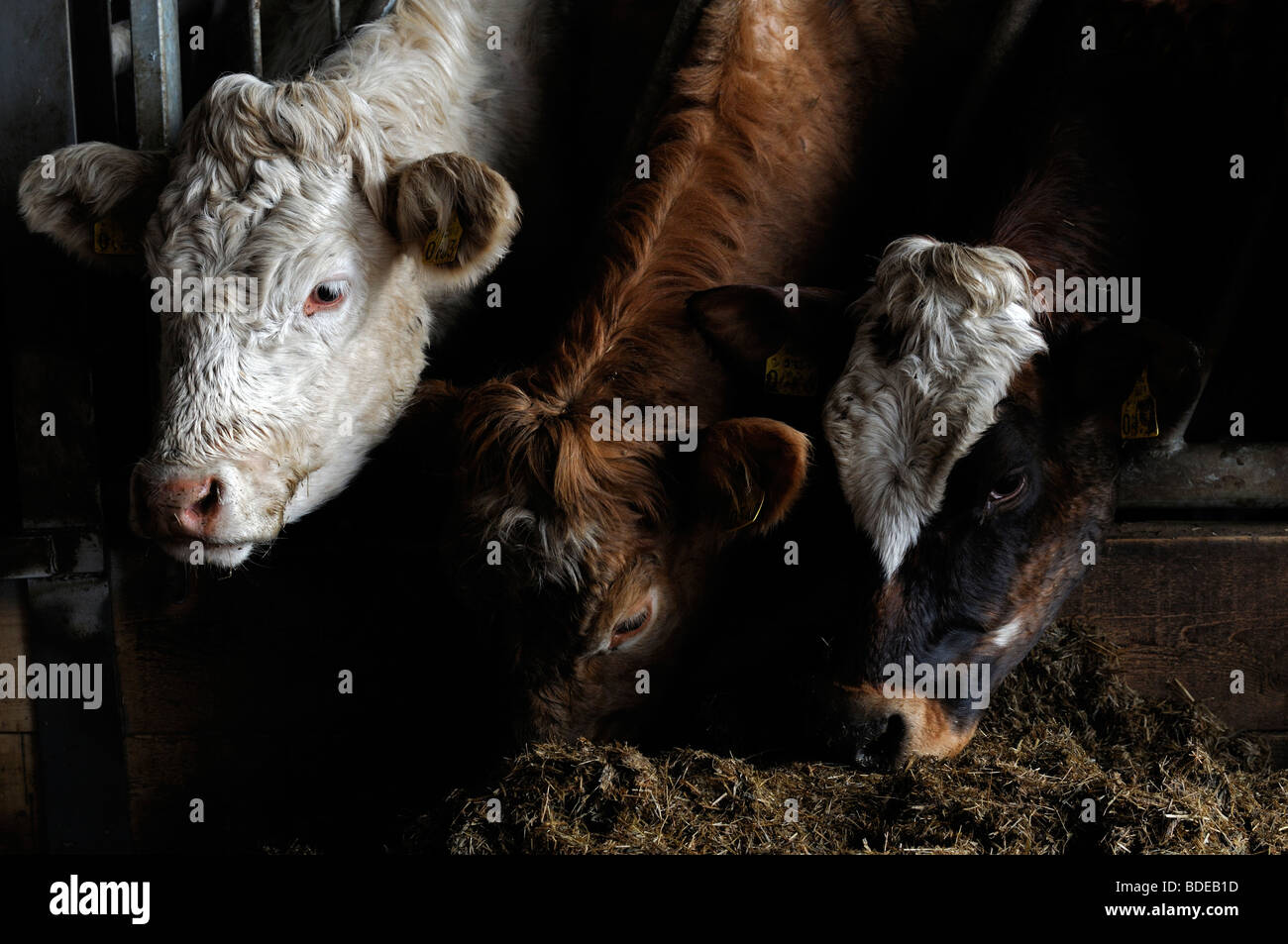 charolais cows feed eat eating feeding silage feedlot inside winter