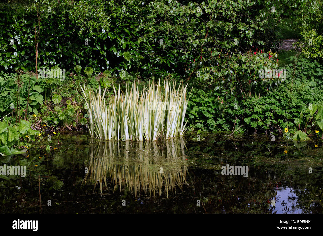 altamont gardens carlow ireland pond artificial water iris leaves shoot edge marginal plant