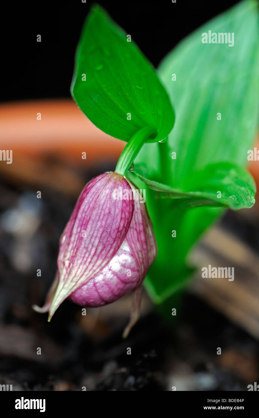Unopened flower hires stock photography and images Alamy
