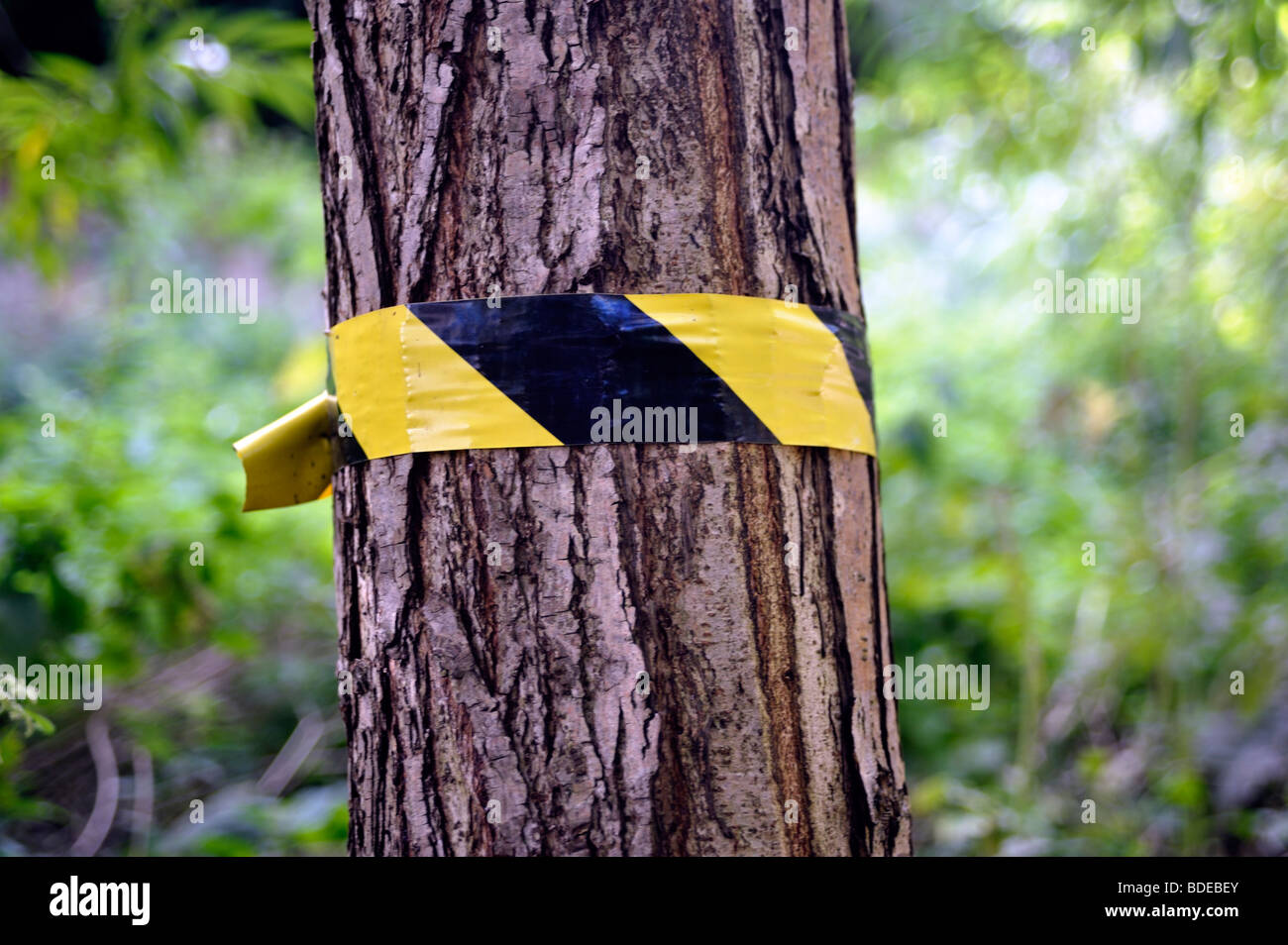 Tree with tape Stock Photo Alamy