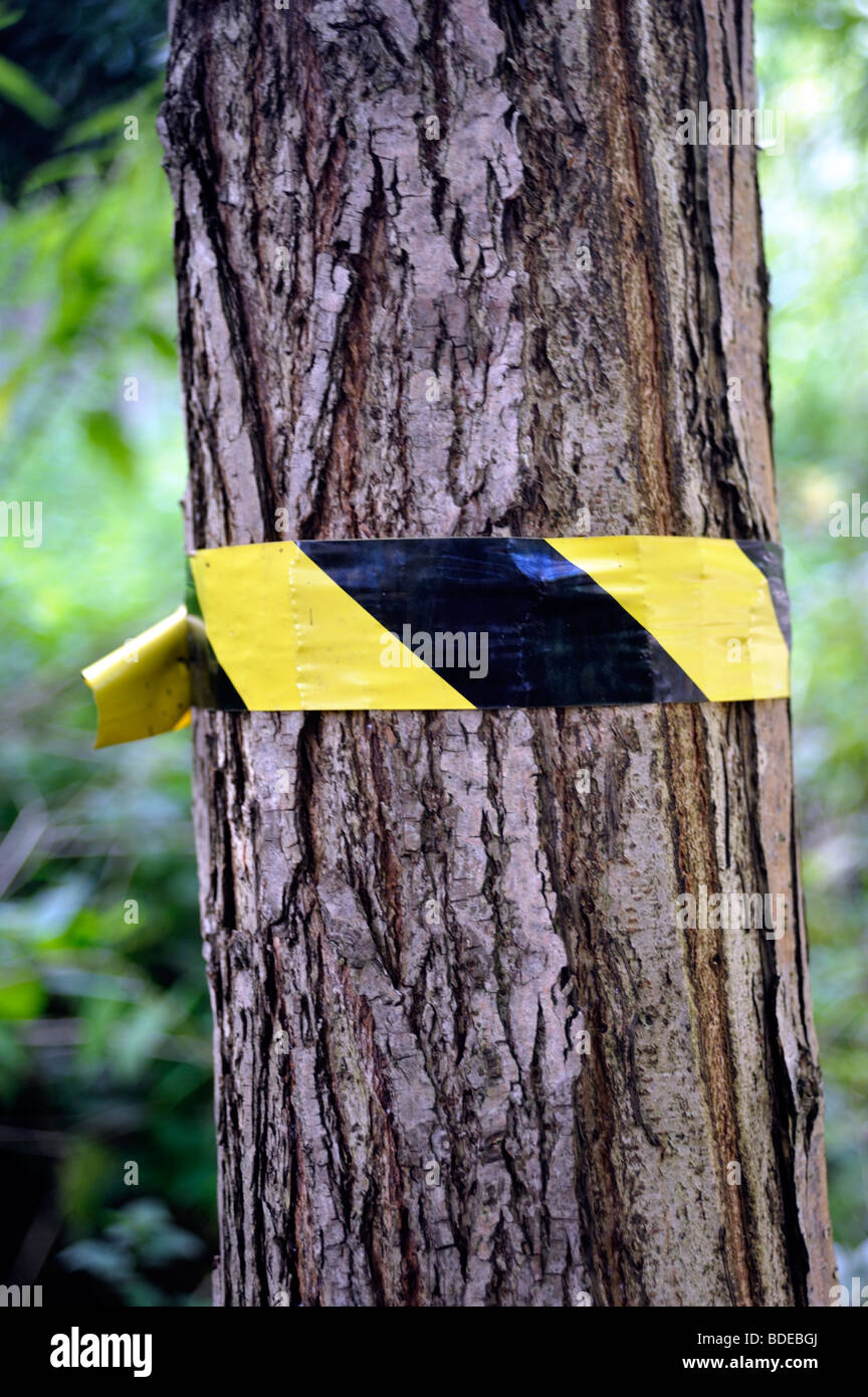 Tree with tape Stock Photo Alamy