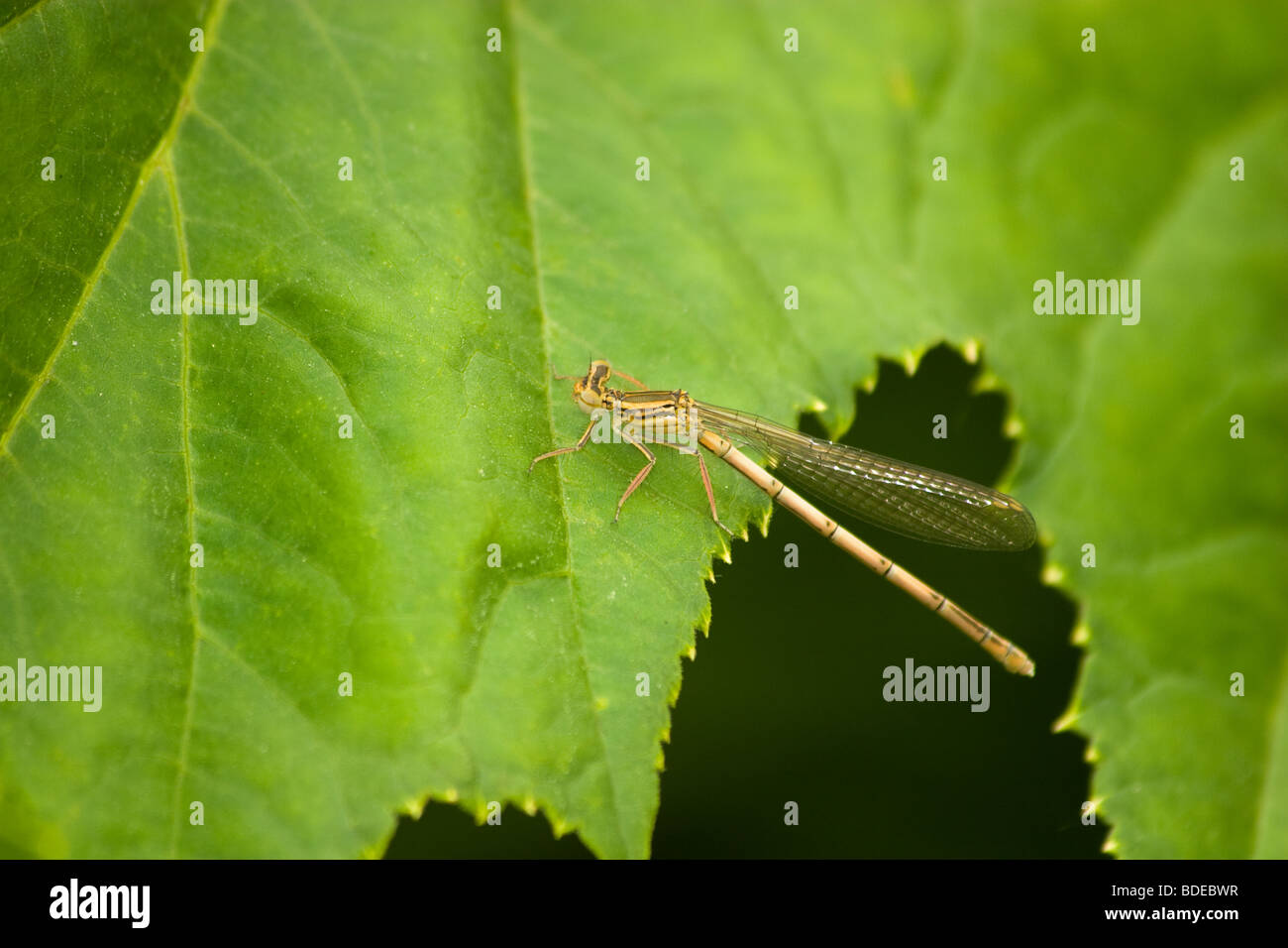The beautiful dragonfly sits on a plant. A close up Stock Photo - Alamy