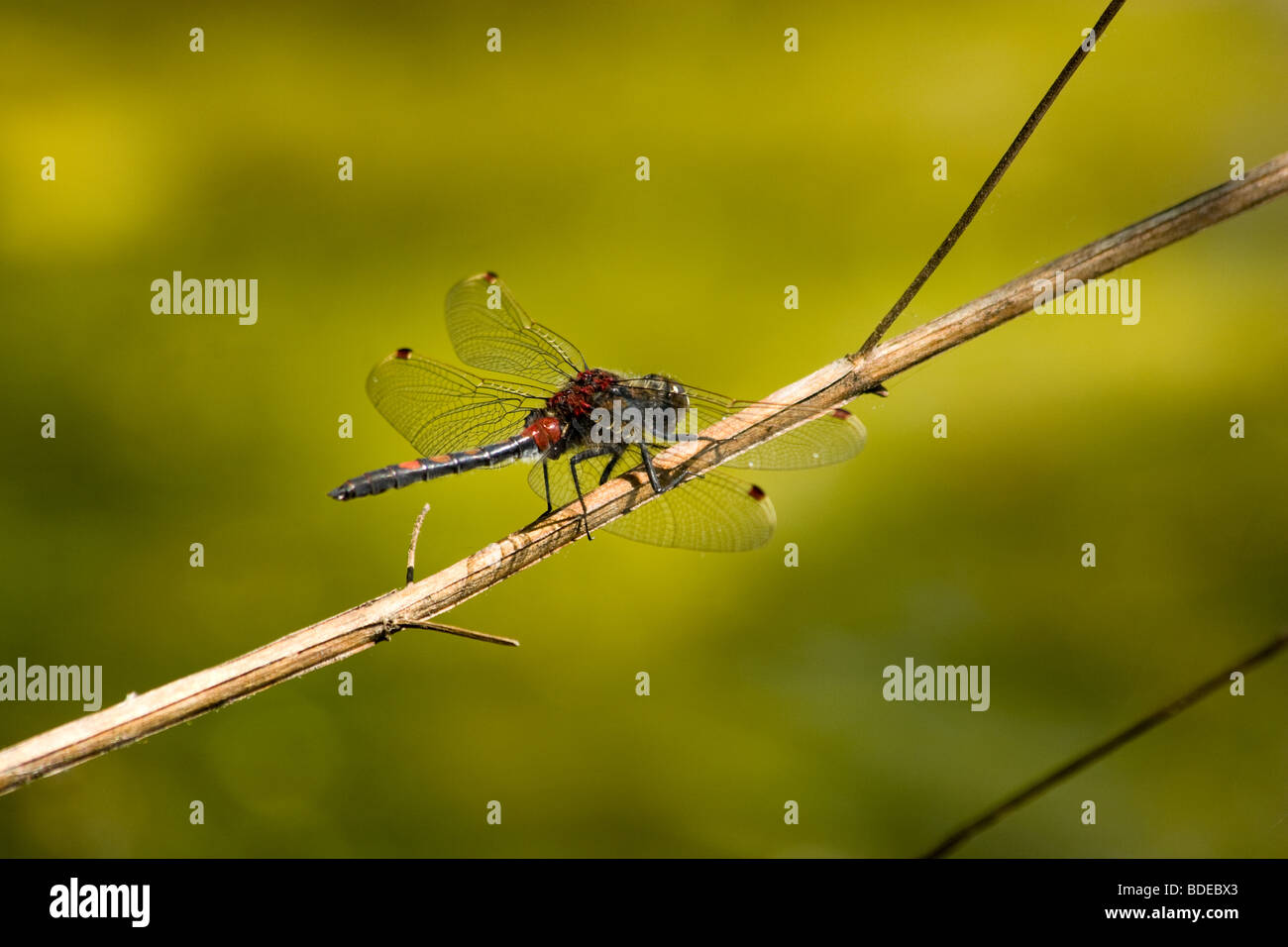 The beautiful dragonfly sits on a plant. A close up Stock Photo - Alamy