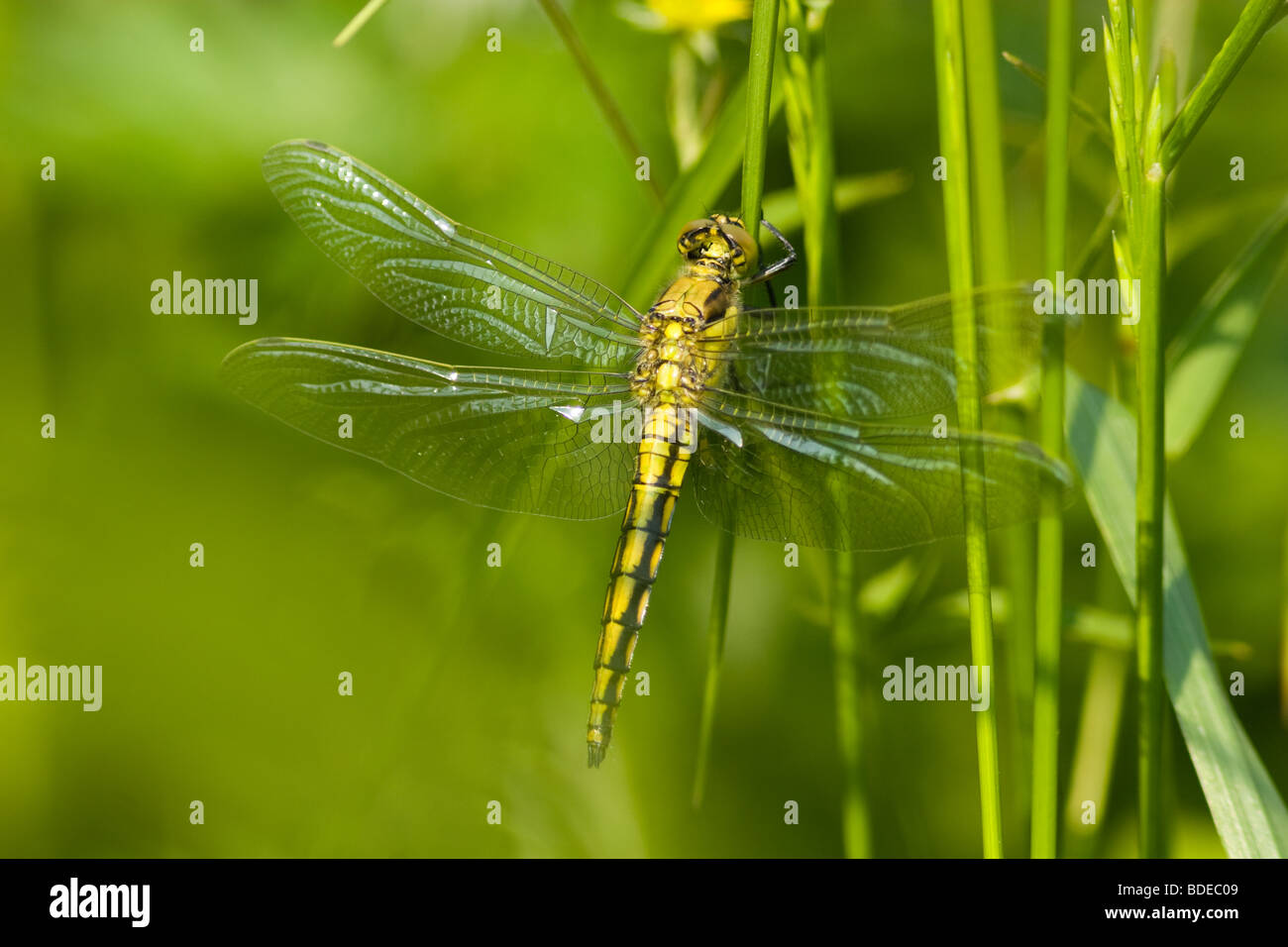 The beautiful dragonfly sits on a plant. A close up Stock Photo - Alamy