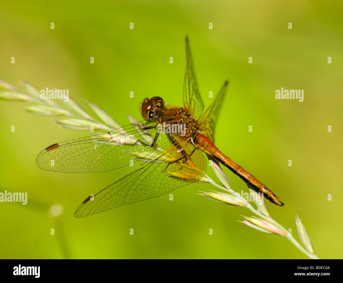 The beautiful dragonfly sits on a plant. A close up Stock Photo - Alamy
