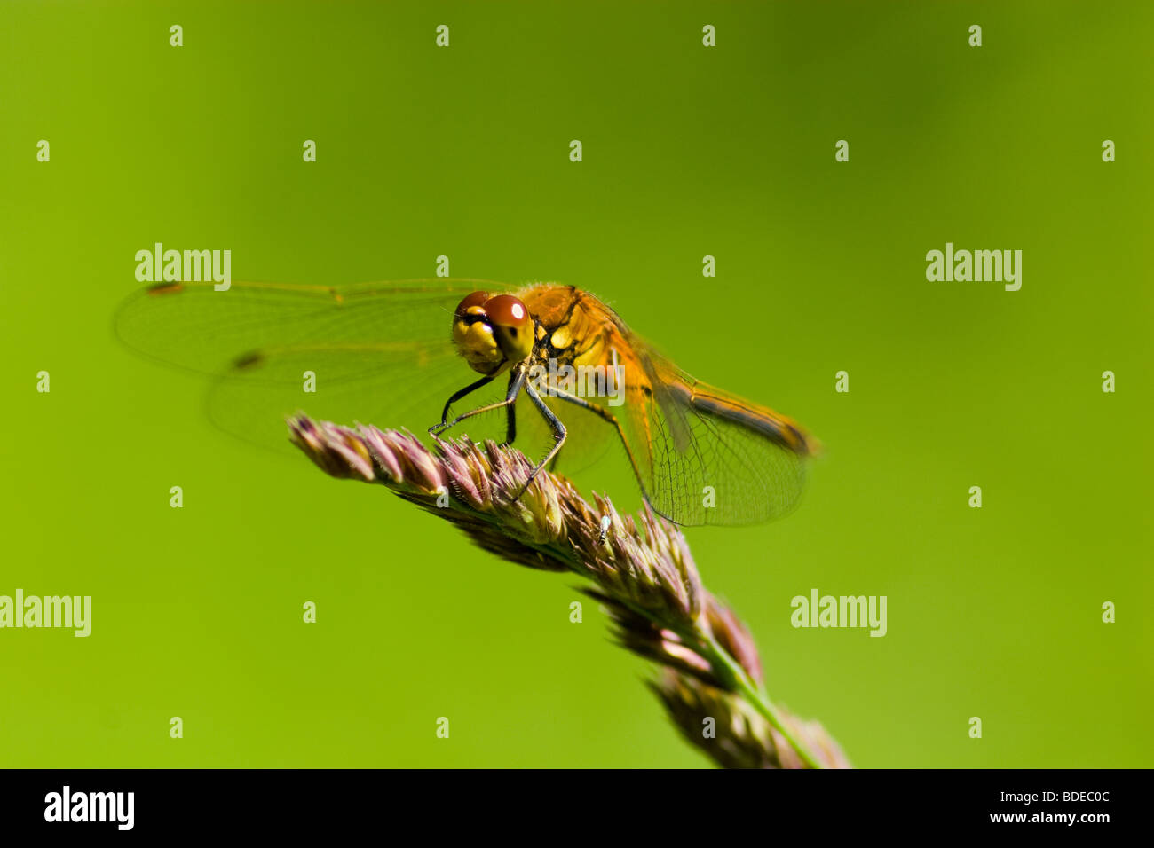 The beautiful dragonfly sits on a plant. A close up Stock Photo - Alamy