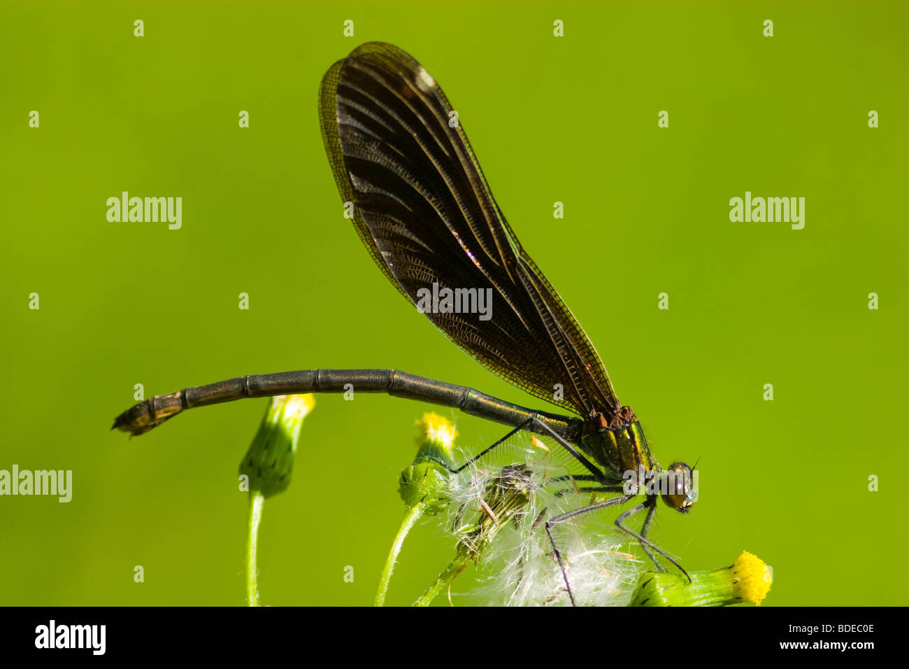 The beautiful dragonfly sits on a plant. A close up Stock Photo - Alamy