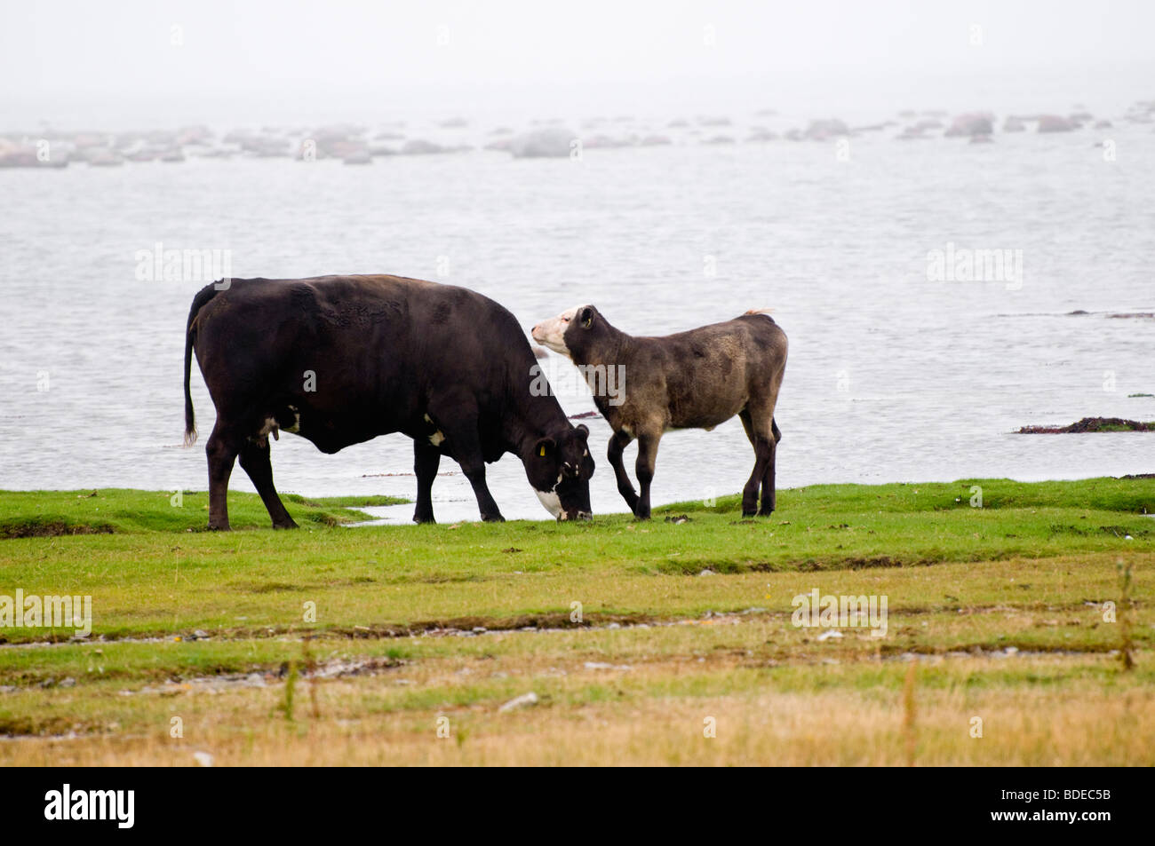 Cow and calf stones hi-res stock photography and images - Alamy