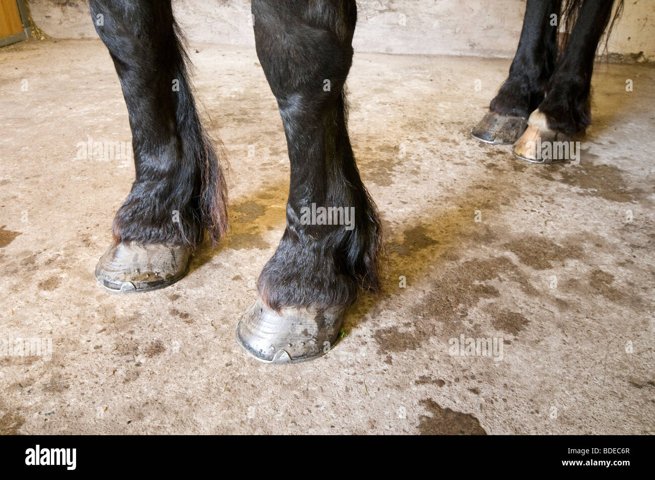 A big horses hoofs Stock Photo Alamy