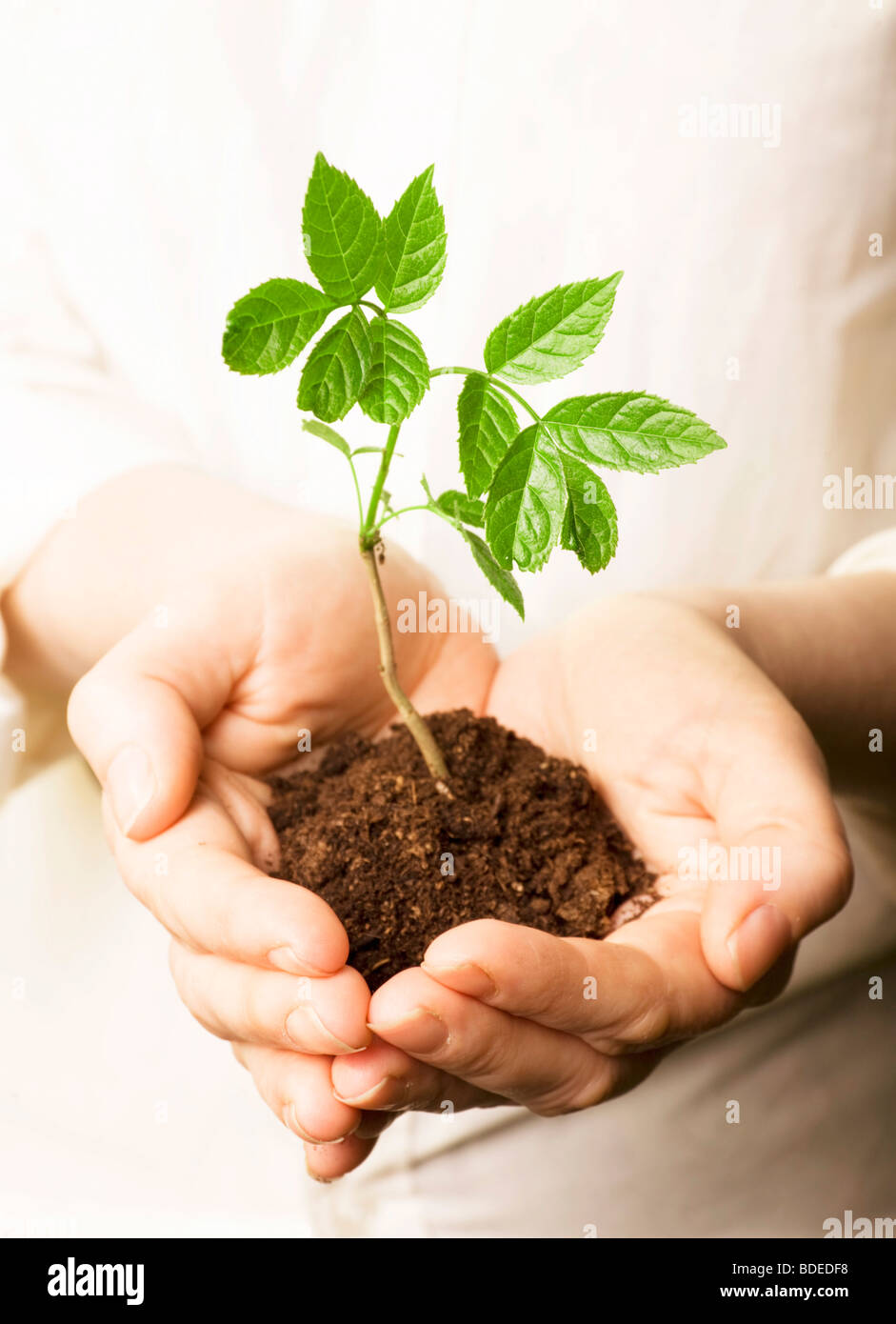 Hands holding a new tree ready for planting Stock Photo