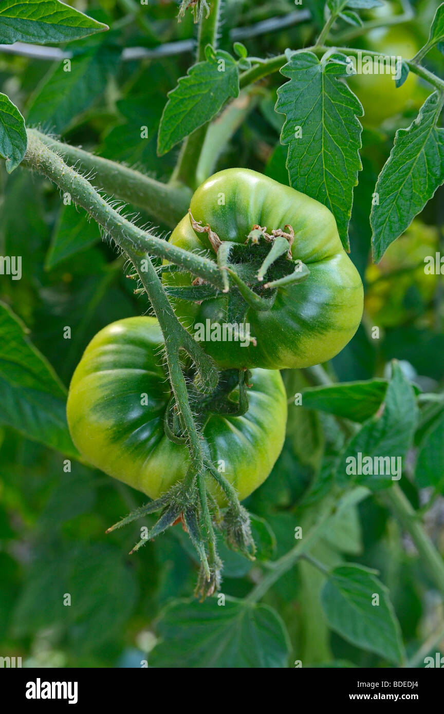 Green tomatoes growing on the vine hi-res stock photography and images ...