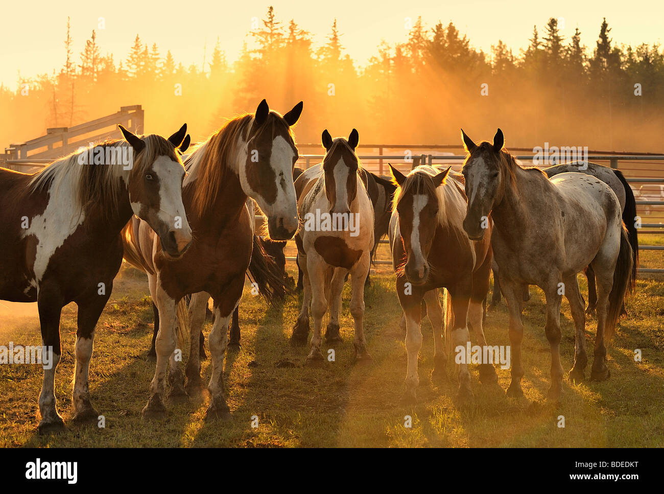 Horses at sunset Stock Photo