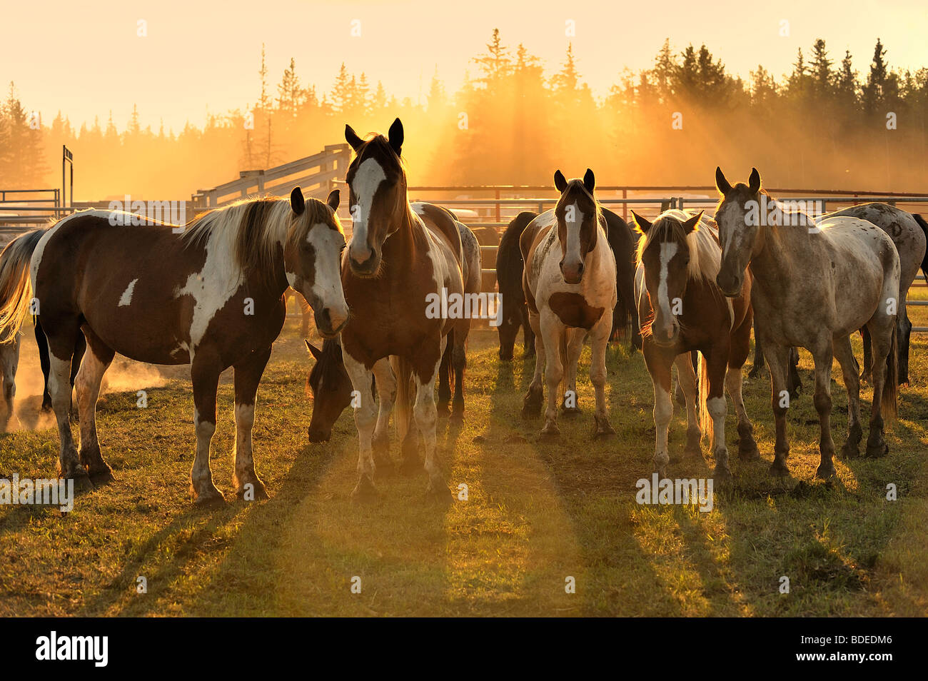 Horses in the sunset Stock Photo