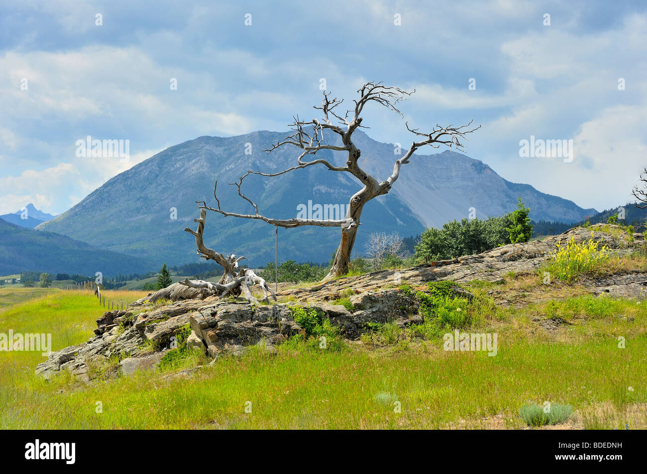 The 700 year old tree Stock Photo
