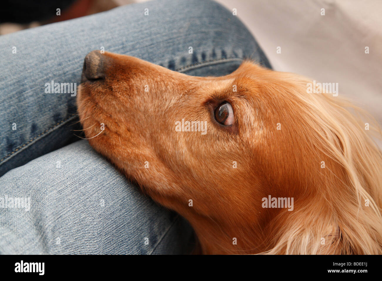 Cocker Spaniel dog Stock Photo