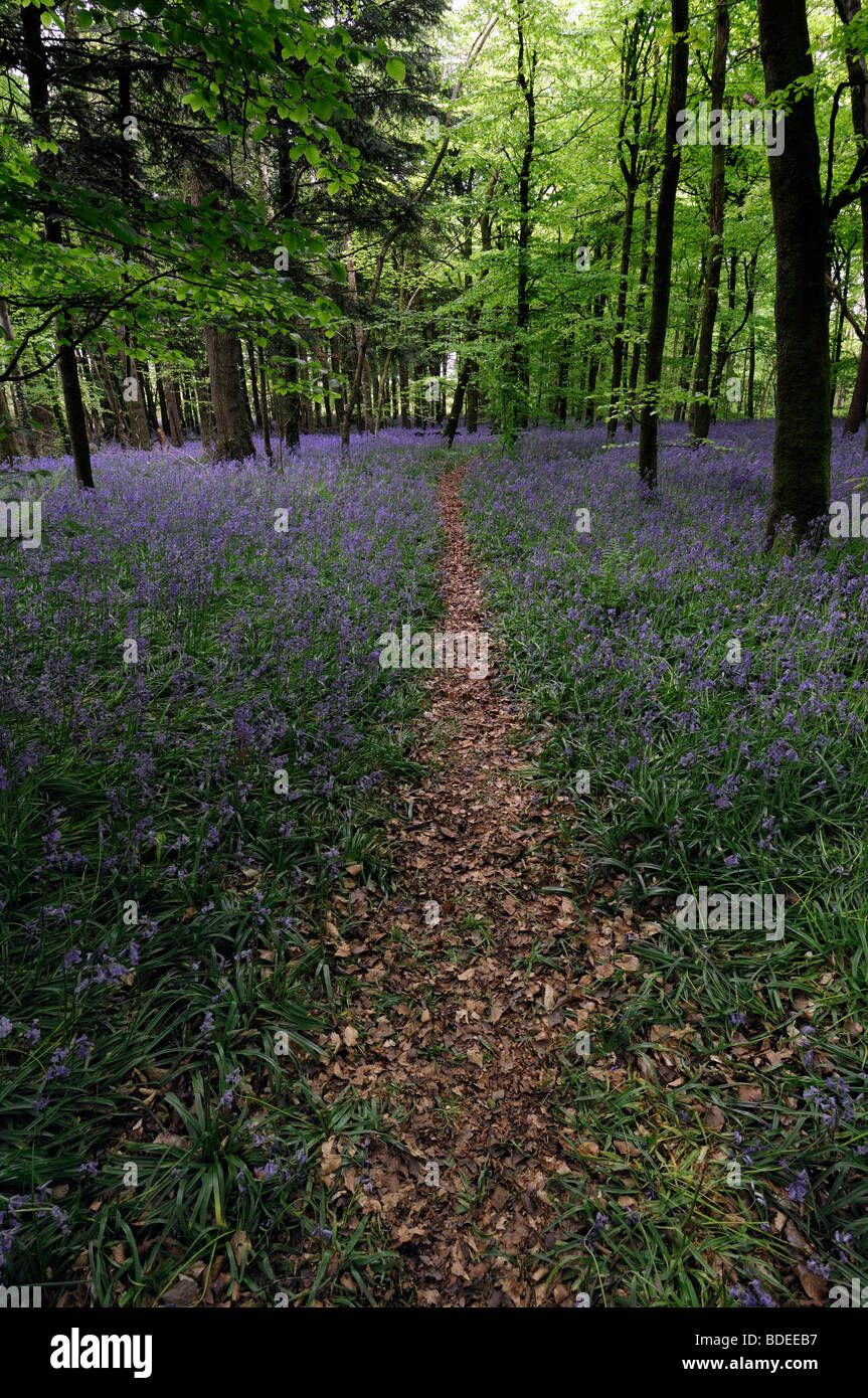 trail path pathway covered with brown leaves leading through Carpet of bluebells in Jenkinstown Wood County Kilkenny Ireland Stock Photo