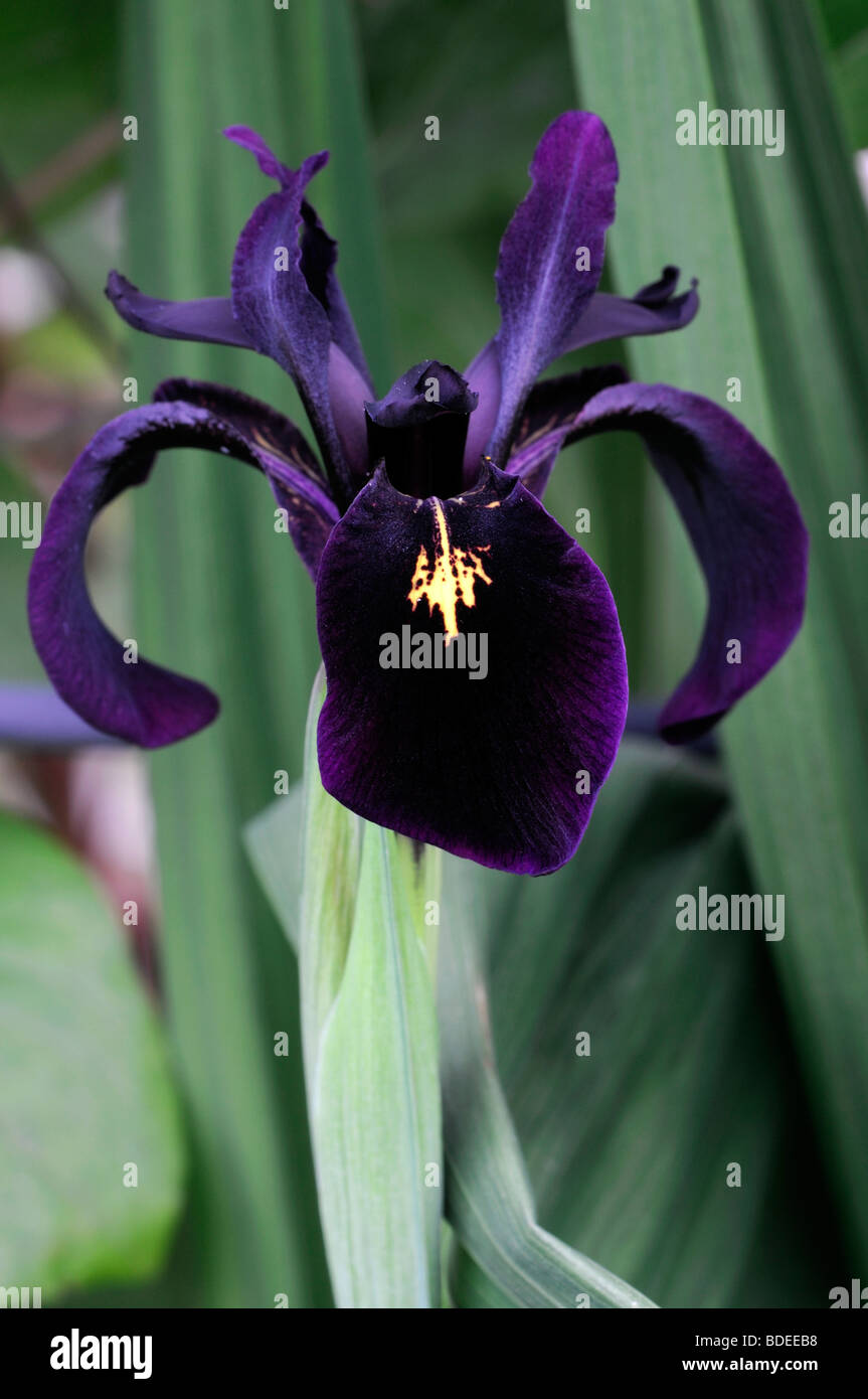 single open flower of Iris chrysographes almost black in color colour Stock Photo