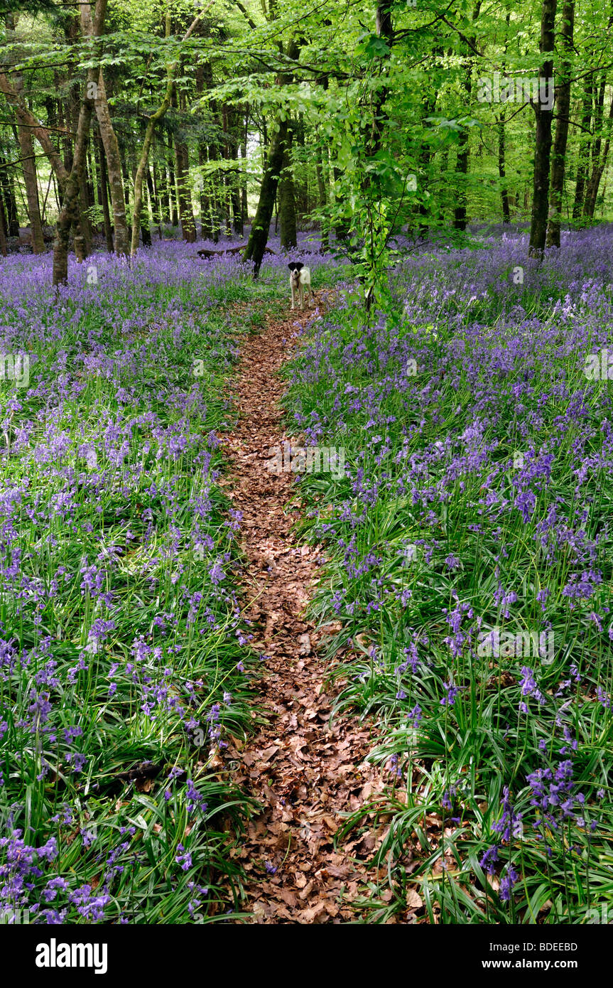 trail path pathway covered with brown leaves leading through Carpet of bluebells in Jenkinstown Wood County Kilkenny Ireland Stock Photo