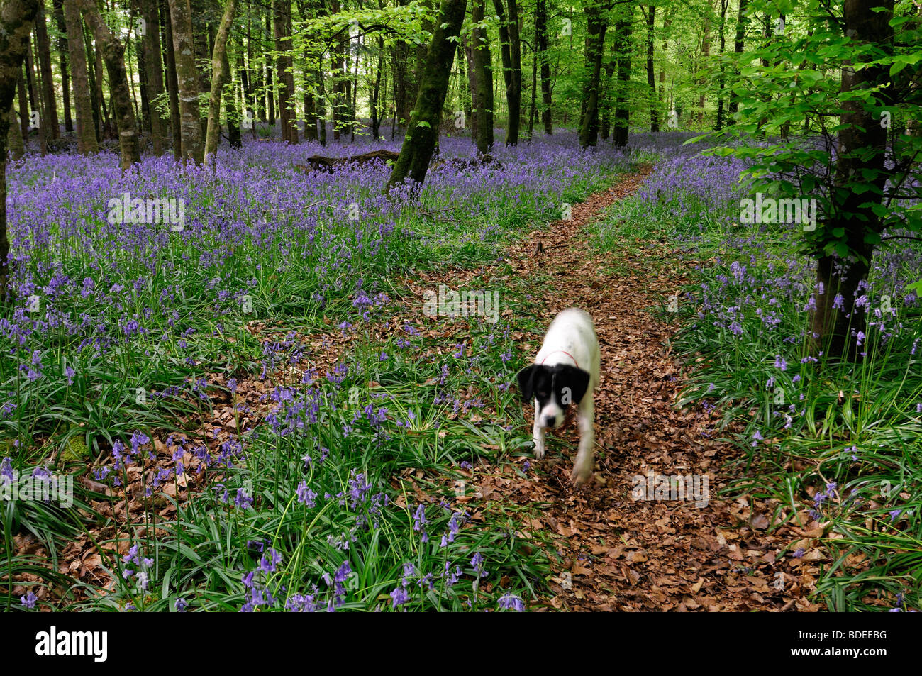 White dog walk stalk hunt trail path covered with brown leaves Carpet of bluebells in Jenkinstown Wood County Kilkenny Ireland Stock Photo