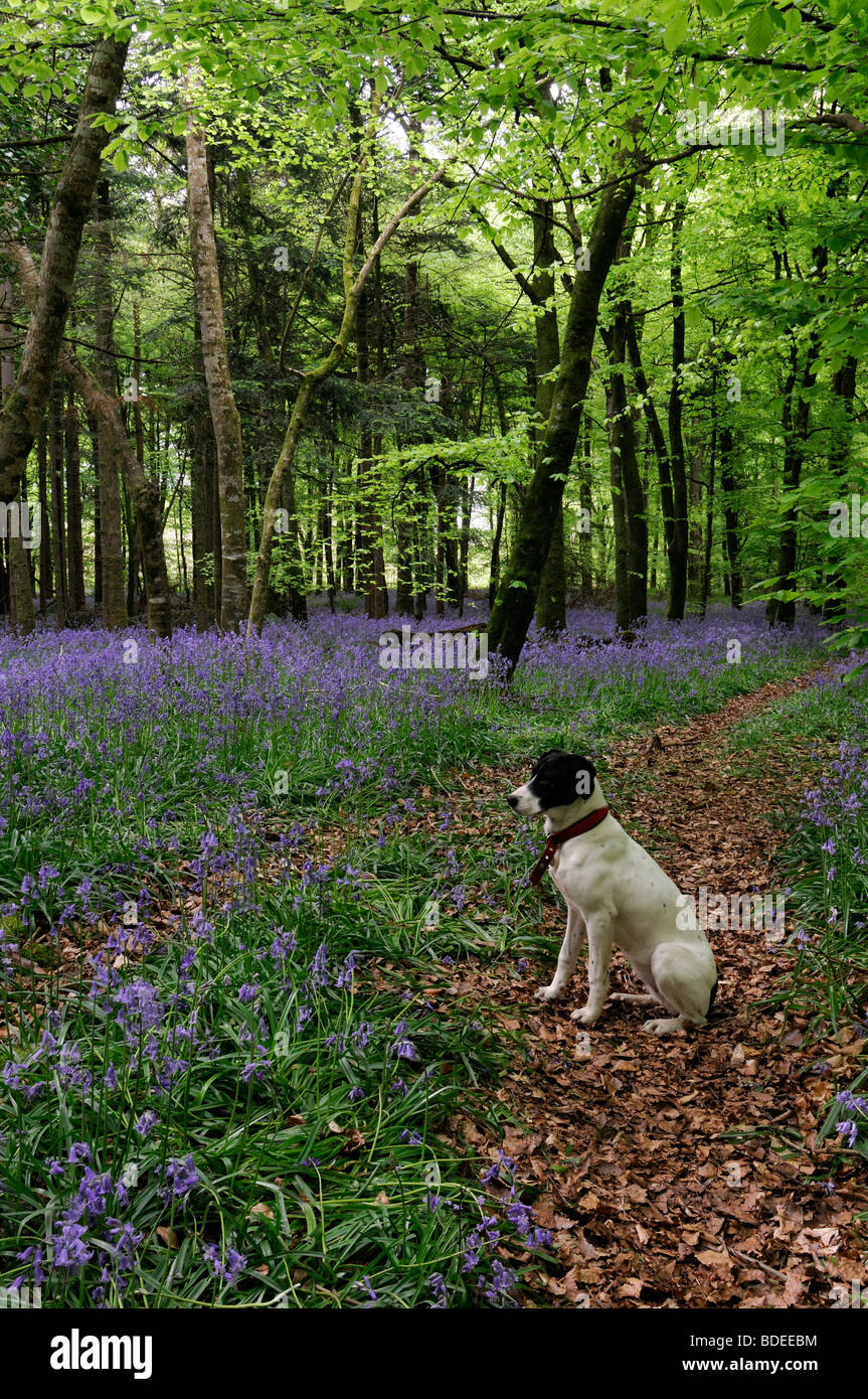 White dog sitting on a trail path covered with brown leaves  Carpet of bluebells in Jenkinstown Wood County Kilkenny Ireland Stock Photo