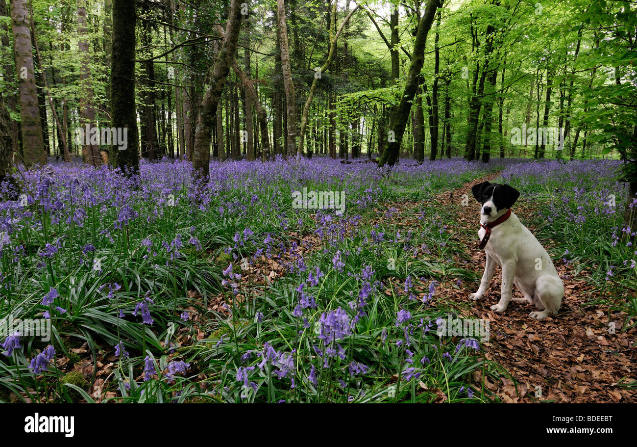 White dog sitting on a trail path covered with brown leaves Carpet of bluebells in Jenkinstown Wood County Kilkenny Ireland Stock Photo
