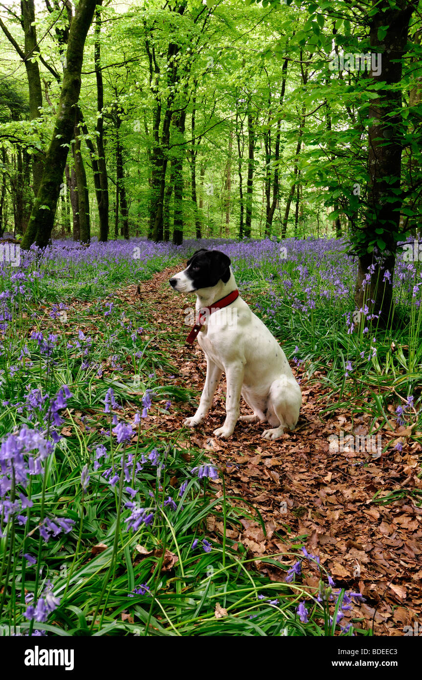 White dog sitting on a trail path covered in brown leaves Carpet of bluebells in Jenkinstown Wood County Kilkenny Ireland Stock Photo