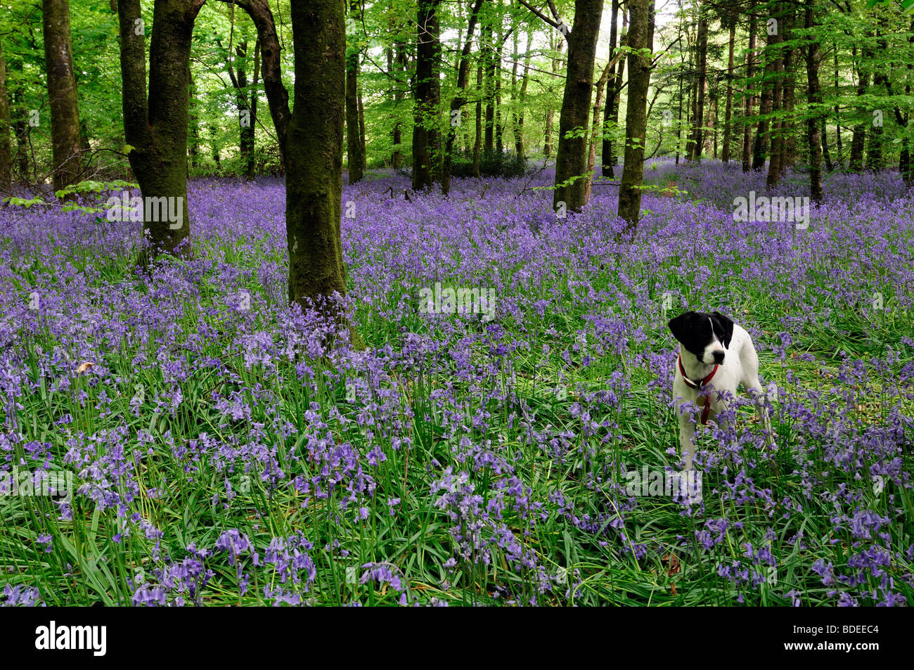 White dog Carpet of bluebells in Jenkinstown Wood County Kilkenny Ireland Stock Photo