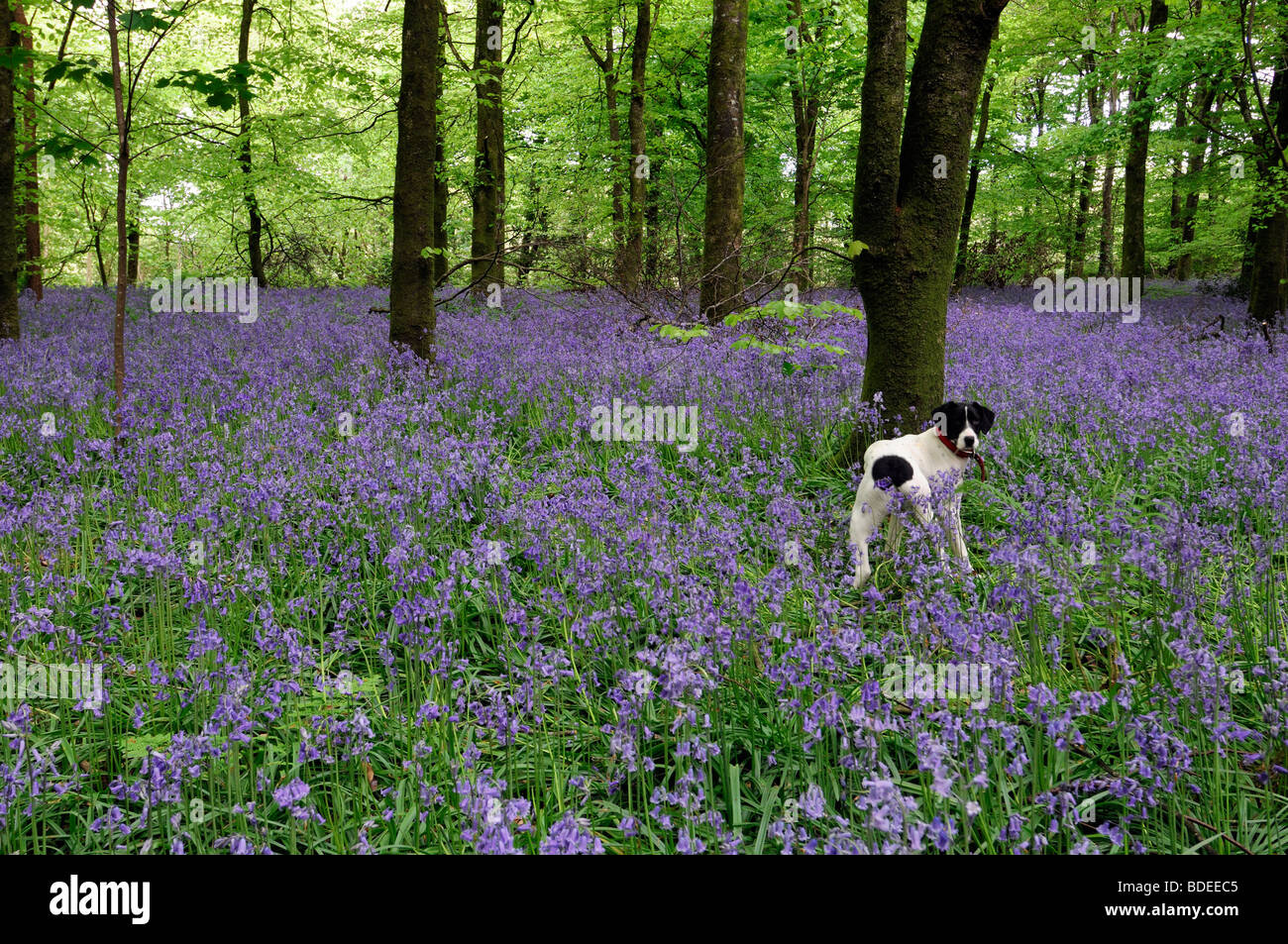 White dog Carpet of bluebells in Jenkinstown Wood County Kilkenny Ireland Stock Photo