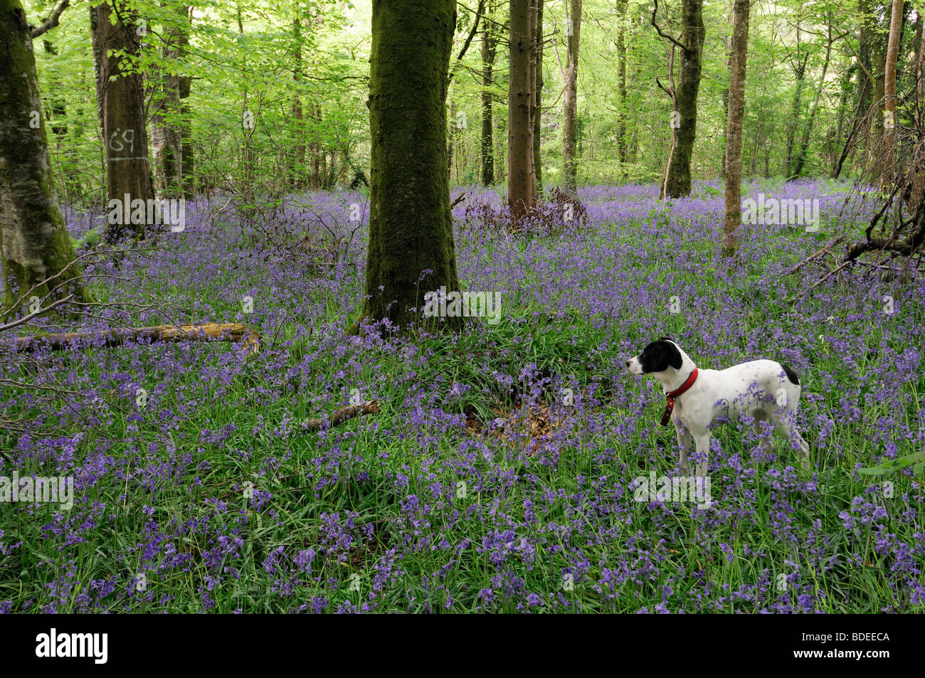 White dog standing watch watching Carpet of bluebells in Jenkinstown Wood County Kilkenny Ireland Stock Photo