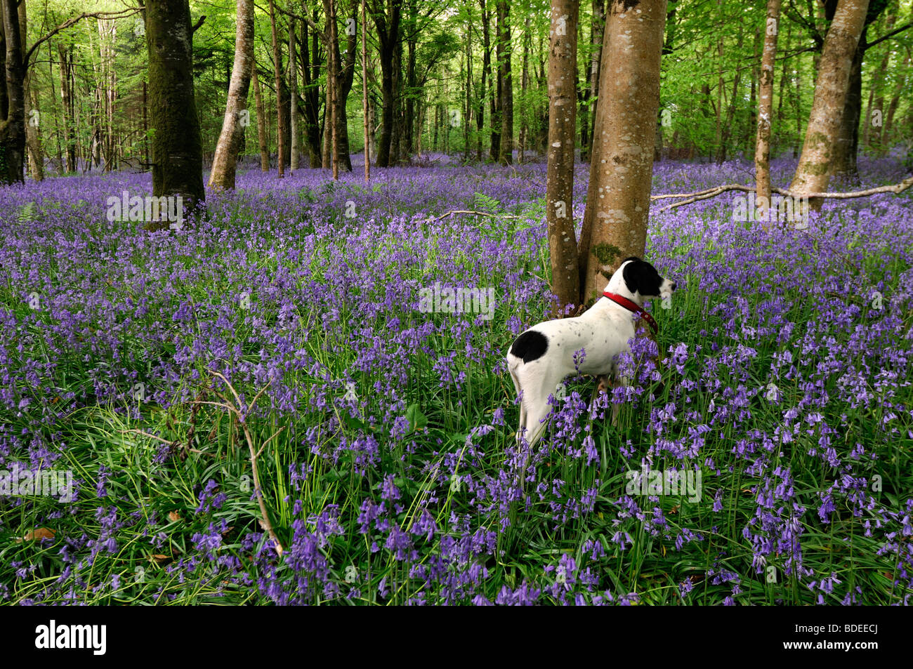 White dog standing to attention watching watch Carpet of bluebells in Jenkinstown Wood County Kilkenny Ireland Stock Photo