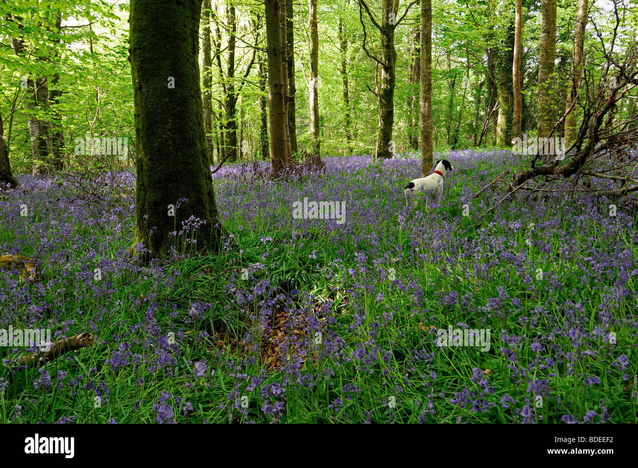 White hunter dog Carpet of bluebells in Jenkinstown Wood County Kilkenny Ireland Stock Photo