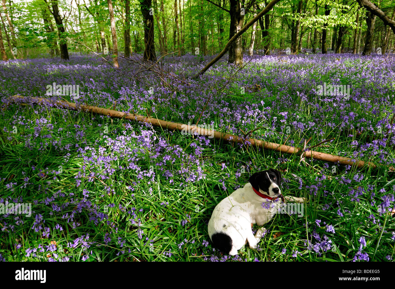 White dog lying sitting down Carpet of bluebells in Jenkinstown Wood County Kilkenny Ireland Stock Photo