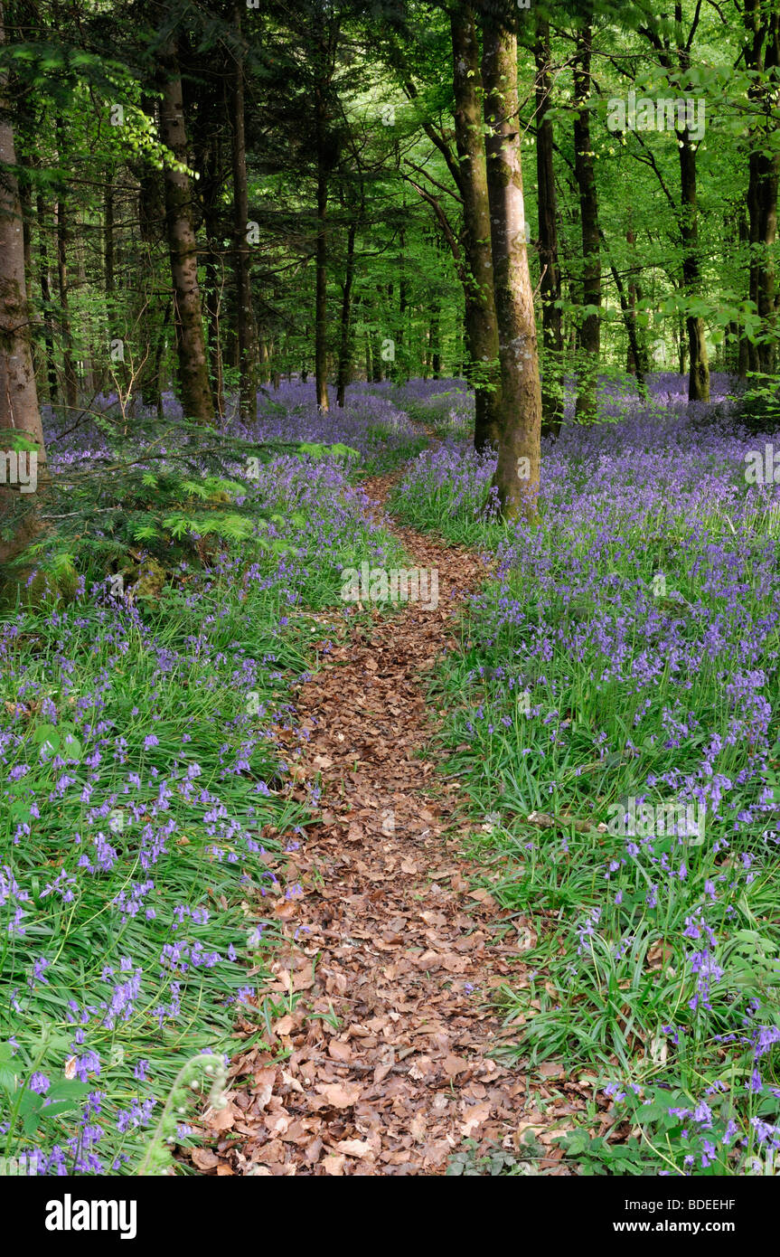 Path covered with brown leaves leading lead wind winding through Carpet of bluebells Jenkinstown Wood County Kilkenny Ireland Stock Photo