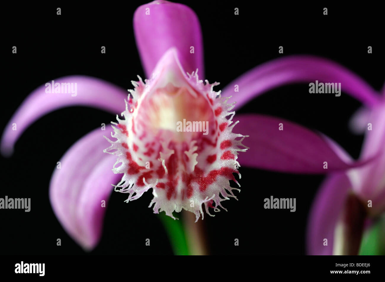 Pleione limprichtii windowsill orchid flower plant pink purple set contrast contrasted against a black dark background Stock Photo
