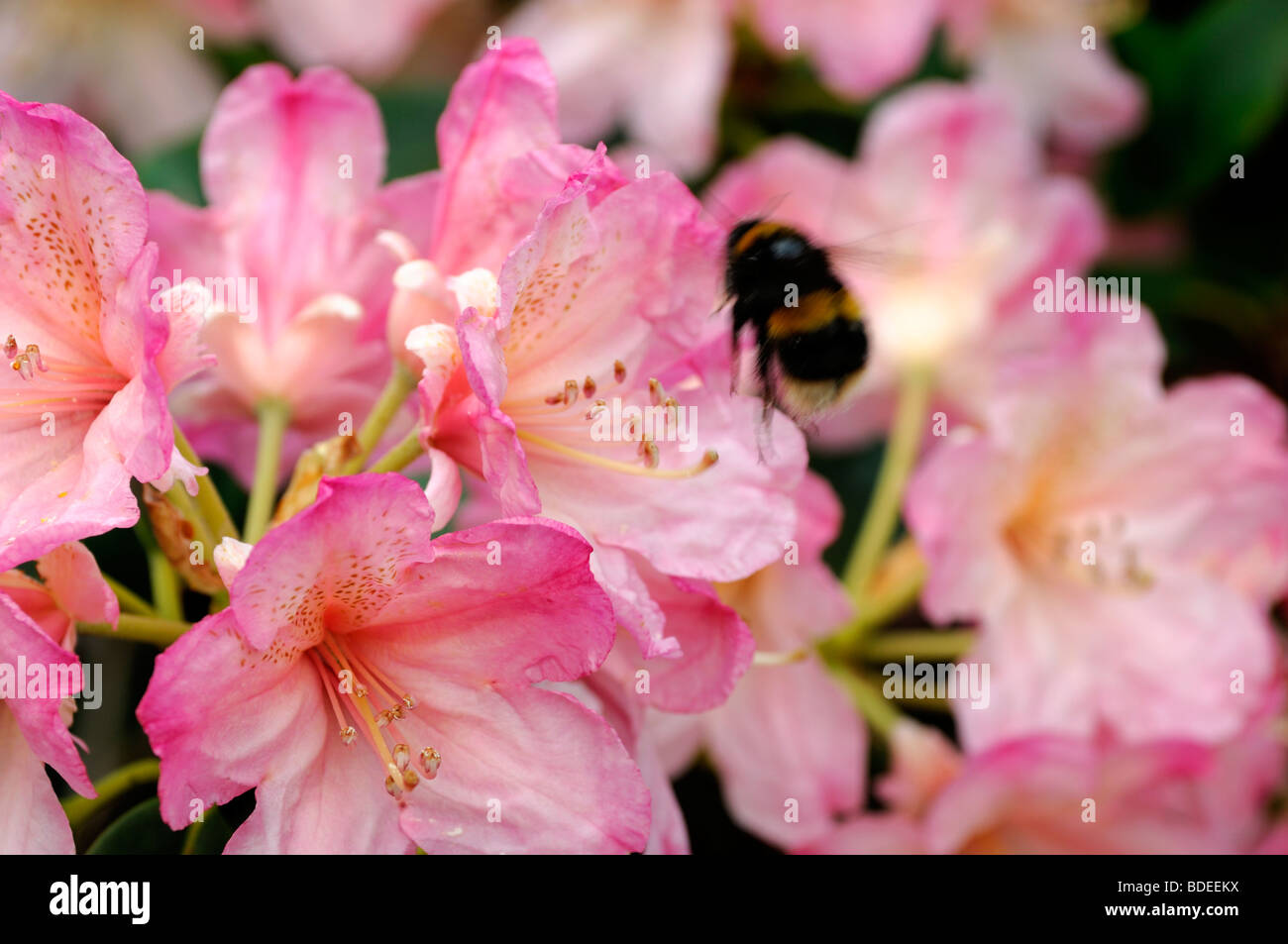bumble bee flying off a pink hybrid rhododendron blossom early spring Stock Photo