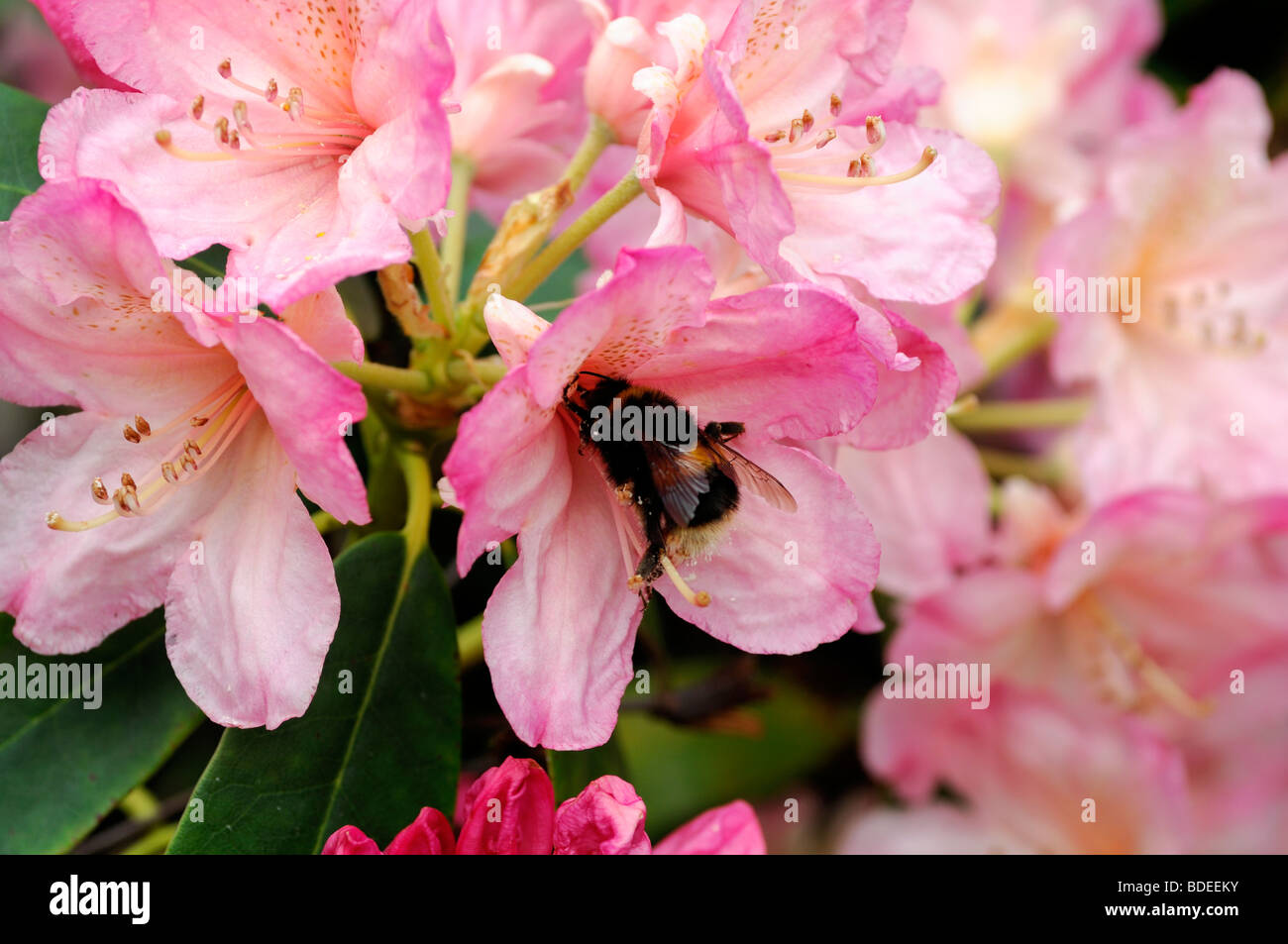 bumble bee feeding on a pink hybrid rhododendron blossom early spring Stock Photo
