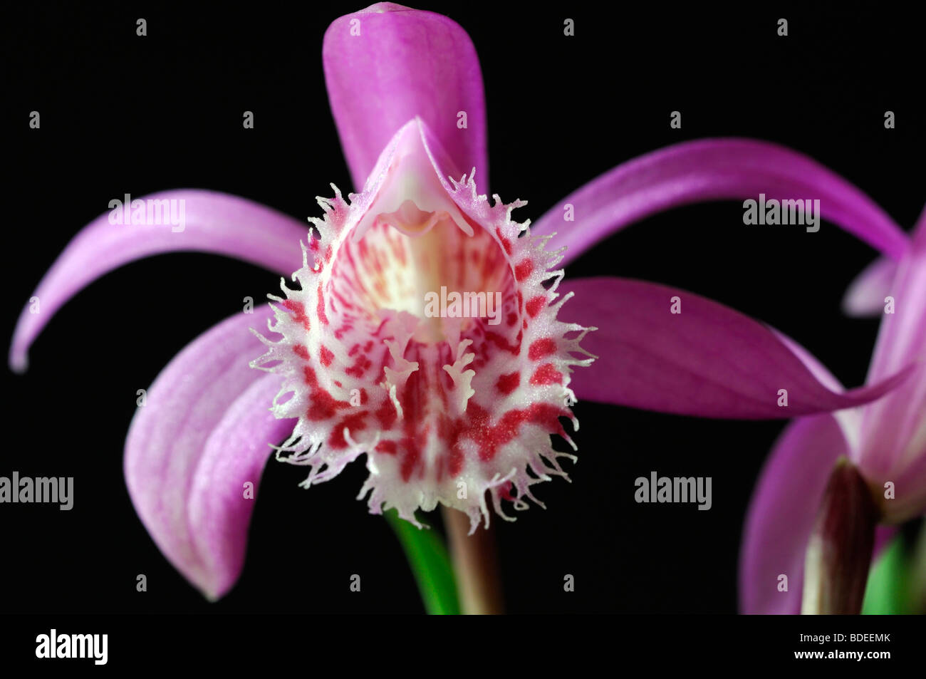 Pleione limprichtii windowsill orchid flower plant pink purple set contrast contrasted against a black dark background Stock Photo