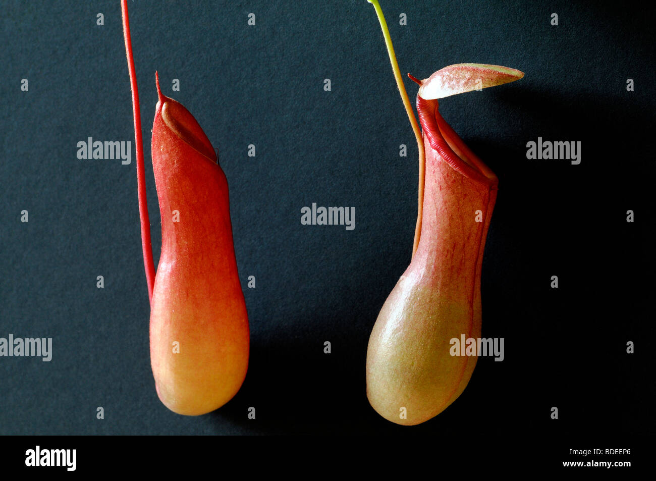 one open and one unopened closed pitcher of the pitcher plant nepenthe ...