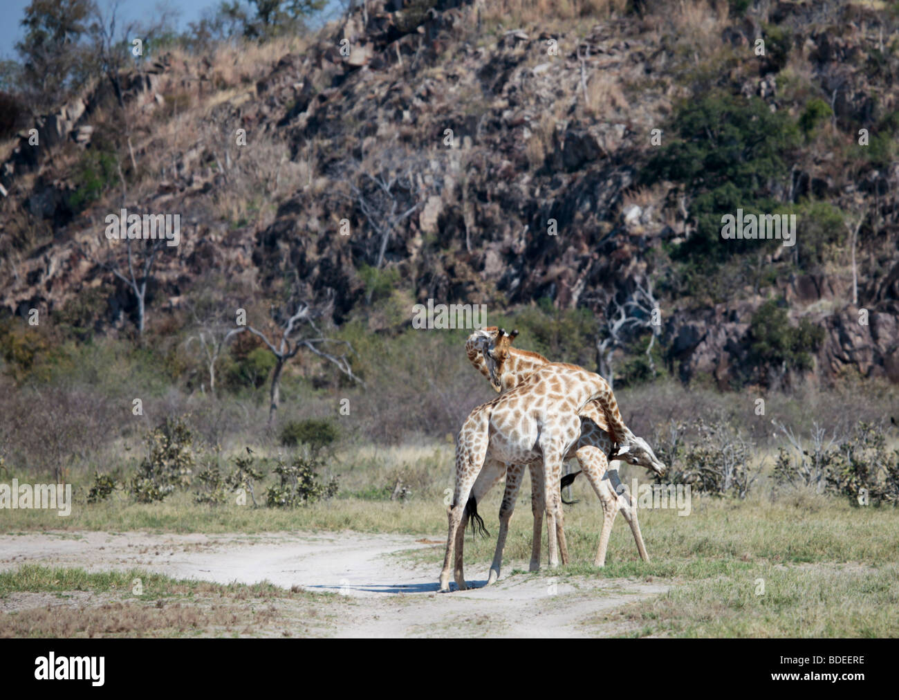 Two male Giraffes of the South African subspecies Giraffa camelopardalis giraffa, necking, Chobe NP, Botswana Stock Photo